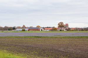 Elversdorf aus der Ferne mit einem violetten Getreidefeld im Vordergrund