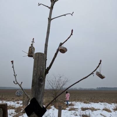 An einem Baum wurde verschiedenes Vogelfutter aufgehangen.